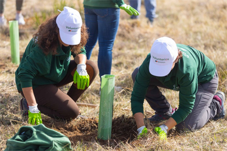 Reforestación de bosques