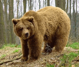 Oso pardo