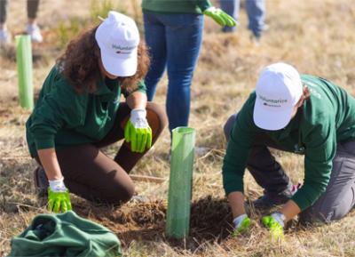 Reforestación de bosques