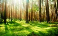 Bosques