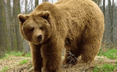 Oso pardo