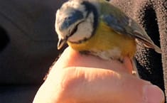 Pájaro beneficiado de la iniciativa