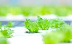Agricultura ecológica