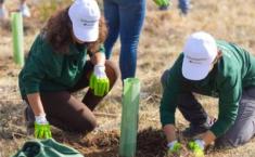Reforestación de bosques